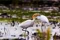 TheÃÂ cattle egretÃÂ - Bubulcus ibis